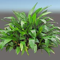 Lush Healthy Bush With Vibrant Fresh Green Leaves And Dense Foliage