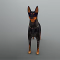 Doberman Pinscher Dog in Standing Pose with Black and Tan Coat and Leather Collar