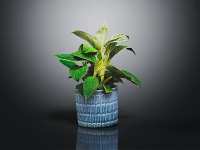 Green Leafy Plant in Blue Textured Pot on Dark Background with Healthy Lush Foliage 3d model
