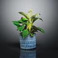 Green Leafy Plant in Blue Textured Pot on Dark Background with Healthy Lush Foliage