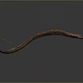 Slender Eel With Brown And Yellow Spots On Dark Background Showing Reflection 3d model