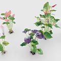 Colorful Potted Plants With Green Leaves And Pink Purple Red Flowers
