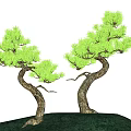 Unique Shaped Trees With Twisted Trunks On Green Grassy Hill At Sunset