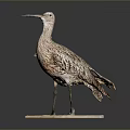 Flying Animal Bird Taxidermy Specimen With Long Beak Standing On White Base