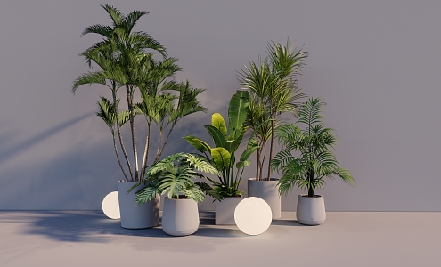 Potted Tropical Plants 3d model