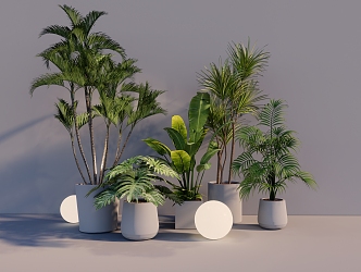 Potted Tropical Plants 3d model