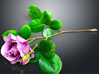 Purple Rose With Green Leaves Stem And Bud On Dark Background 3d model
