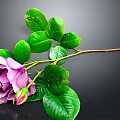 Purple Rose With Green Leaves Stem And Bud On Dark Background
