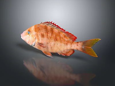 Vibrant Orange Fish with Red Fins Blue Eyes on Gray Gradient Background and Clear Reflection 3d model