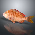 Vibrant Orange Fish with Red Fins Blue Eyes on Gray Gradient Background and Clear Reflection