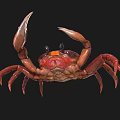 Realistic Red Crab Model With Claws Detailed Legs And Black Background