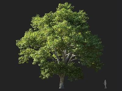 Lush Tall Arbor with Green Leaves Sturdy Trunk and Human Figure for Scale 3d model
