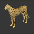 Cheetah 3D Model With Spotted Coat Lifelike Standing Pose And Reflection On Dark Surface 3d model