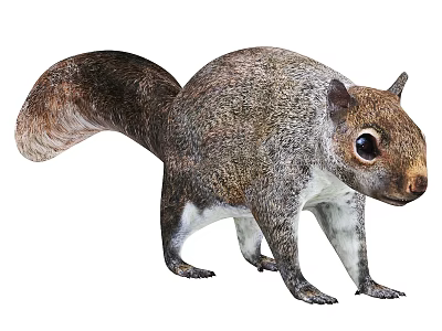 Realistic Gray Squirrel With Fluffy Tail Standing In Detailed Fur Texture 3d model