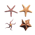 Various Colored Ceramic Starfish Decorative Items With Unique Shapes For Home Decor