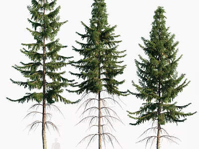 Tall Arbor Pine Trees With Lush Green Foliage And Natural Trunk Shape 3d model