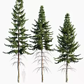 Tall Arbor Pine Trees With Lush Green Foliage And Natural Trunk Shape