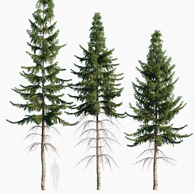 Modern Tree Hemlock Tree 3d model
