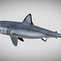 Grey Shark With Sharp Dorsal Fin And Streamlined Body In Marine Environment