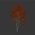 Three Trees With Red Leaves And Slender Trunks On White Background