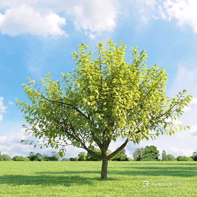Lush Green Arbor with Dense Foliage and Straight Trunk in Open Field Under Blue Sky 3d model 