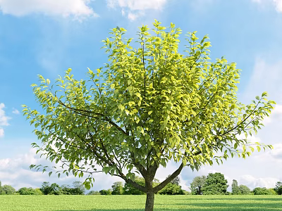 Lush Green Arbor with Dense Foliage and Straight Trunk in Open Field Under Blue Sky 3d model