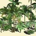 Diverse Tropical Plant Collection Featuring Palm Trees Large Leafy Greenery And Various Ferns