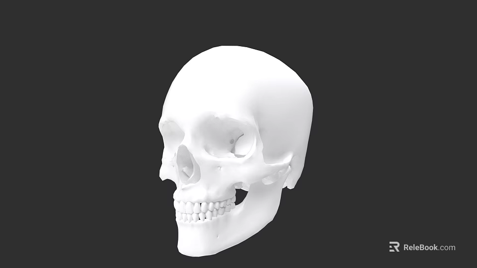 White Human Skull Model With Detailed Facial Features On Black Background 3d model 