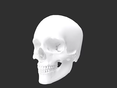 White Human Skull Model With Detailed Facial Features On Black Background 3d model