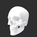 White Human Skull Model With Detailed Facial Features On Black Background