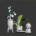 Various Potted Plants With Green Leaves Fruit Banana Leaves And Cactus In White Pots