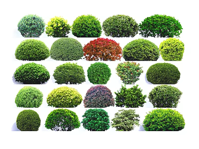 Various Types of Garden Shrubs with Diverse Foliage and Neatly Trimmed Shapes 3d model