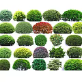 Various Types of Garden Shrubs with Diverse Foliage and Neatly Trimmed Shapes