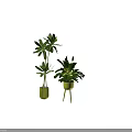 Arbor Plants of Various Heights in Yellow Pots with Green Leaves for Indoor Decor