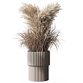 Modern Garden Ornaments Featuring Dried Pampas Grass In Tall And Short Ribbed Vases