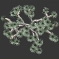 Joshua Tree With Green Spiky Leaves And Branched Rough Trunk Isolated On Dark Background