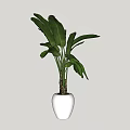 Potted Plant With Large Green Leaves In White Round Pot For Indoor Decor