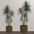 Two Tall Indoor Bonsai Potted Plants With Green Leaves Slender Branches In Brown Woven Pots