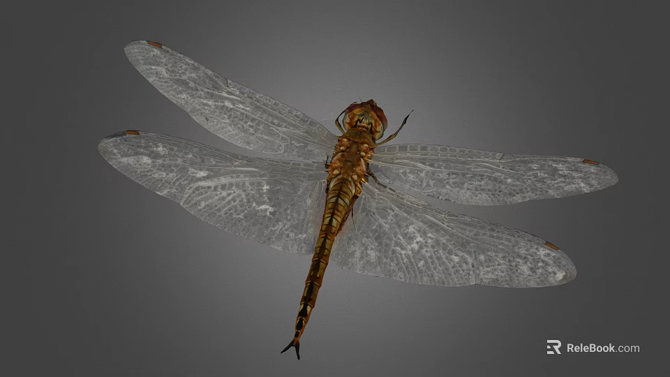 Closeup View of Brown Dragonfly With Transparent Veined Wings Against Gray Background 3d model 