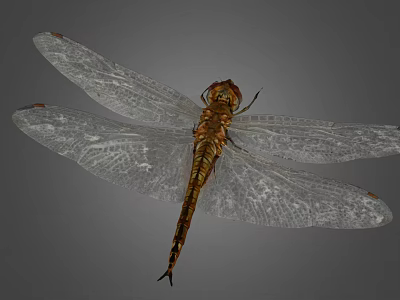 Closeup View of Brown Dragonfly With Transparent Veined Wings Against Gray Background 3d model