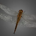 Closeup View of Brown Dragonfly With Transparent Veined Wings Against Gray Background