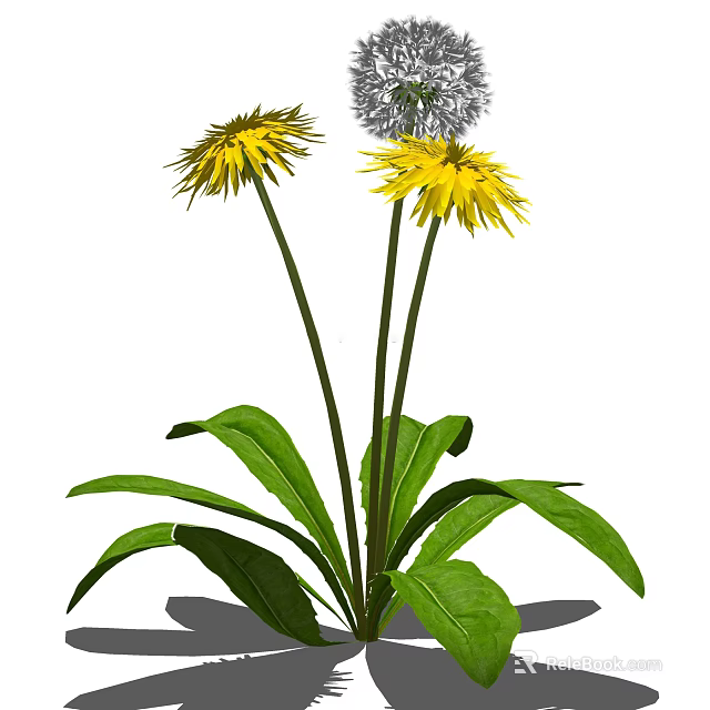Vibrant Dandelion Plant With Yellow Flowers White Puffball Green Leaves And Long Stems 3d model 