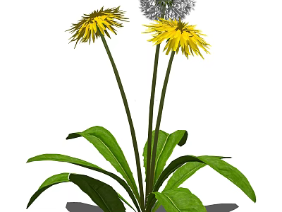 Vibrant Dandelion Plant With Yellow Flowers White Puffball Green Leaves And Long Stems 3d model