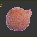 Commercial Food Processing Equipment For Fresh Onion Handling And Preparation
