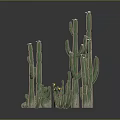 Various Green Cactus Plants in Different Sizes and Shapes on Black Reflective Background