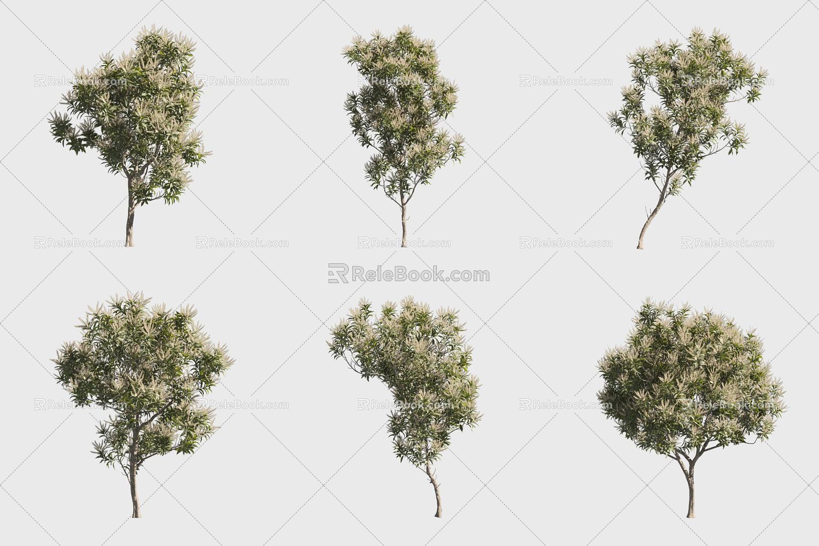 Broadleaf silver birch 3d model