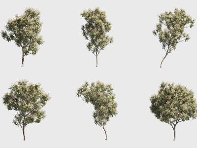 Broadleaf silver birch 3d model