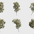 Broadleaf silver birch 3d model