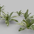 Birds And Nest Fern Perennial Ornamental Plant With Lush Green Leaves