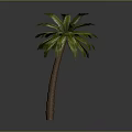 Tall Palm Tree With Green Fronds And Brown Trunk Against Gray Background